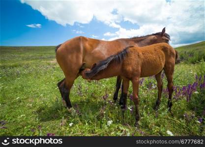 bay horse feeding foal on grassland