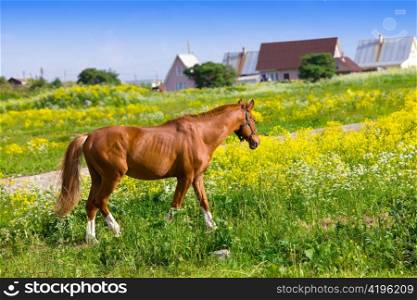 Bay horse on a meadow in a bright sunny day