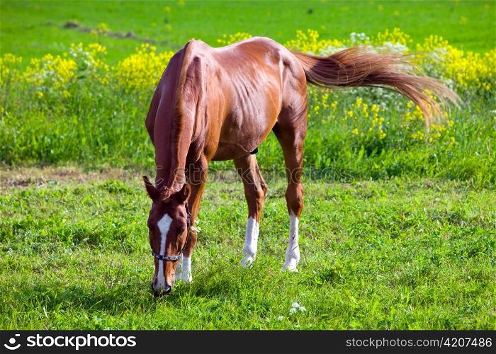 Bay horse on a meadow in a bright sunny day