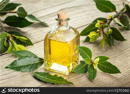 Bay laurel essential oil on wooden background. Bay oil on glass bottle . Laurus nobilis