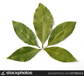 Bay leaf isolated on white background. Macro. with clipping path