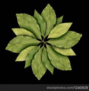 bay leaf on black background