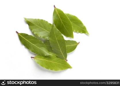 Bay Leaves On White Background
