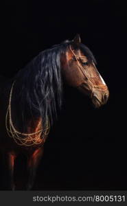 Bay stallion portrait isolated on black. Orlov trotter horse.
