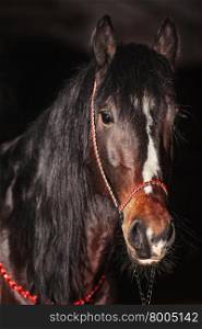 Bay stallion portrait isolated on black. Orlov trotter horse.