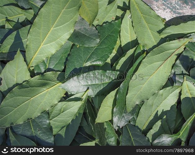 Bay tree leaf. Leaves of Laurel Bay Tree aka Laurus Nobilis