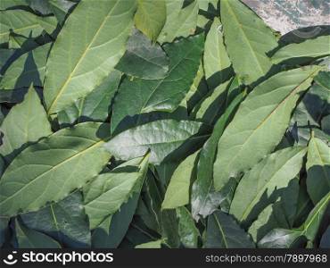 Bay tree leaf. Leaves of Laurel Bay Tree aka Laurus Nobilis