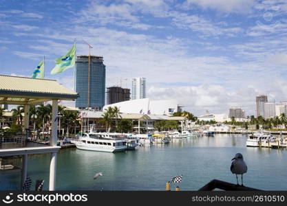 Bayfront Harbor in Miami, Florida, USA