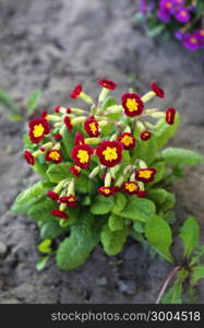 Bbeautiful flowers of bright Primrose