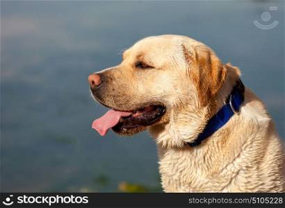 Beaautiful portrait of a labrador with a lake of background