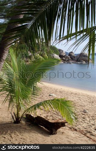 Beach and palm tree, Coral bay, Ko Samui, Thailand