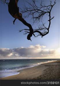 Beach and sea with blue sky and branches
