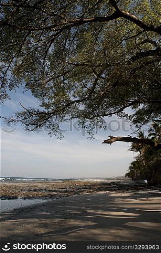 Beach and treeline Costa Rica