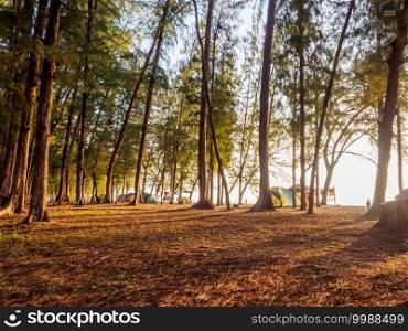 beach c&ing ground filled of pine forest in the morning with sunshine.