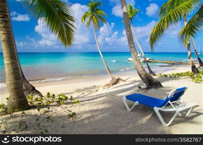 Beach chairs under a palm tree