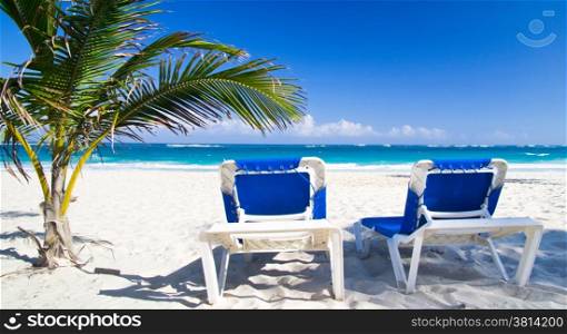 Beach chairs under a palm tree