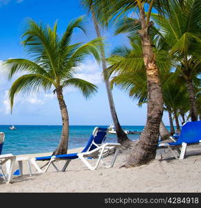 Beach chairs under a palm tree