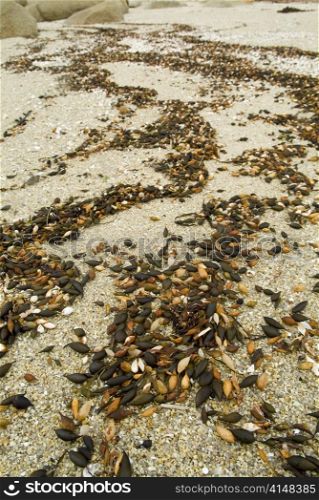 Beach details of sand, shells and kelp