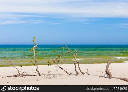 Beach during sunny day with branches on sand and sea water. Summertime landscapes concept.. Beach branches on sand