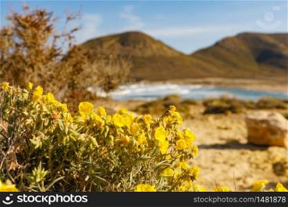 Beach El Playazo, Cabo de Gata-Nijar natural park, province Almeria, Andalusia Spain. Yellow flower on rocky sea shore. Tourist site.. Beach El Playazo, seascape in Spain.