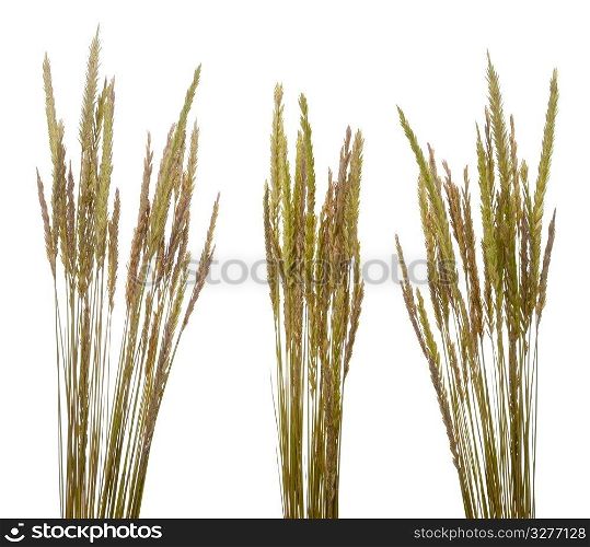 Beach grass (Ammophila arenaria) against white background.