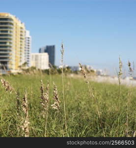 Beach grass and beachfront buildings in Miami, Florida, USA.