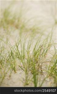 Beach grass in sand.