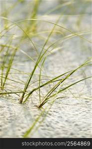 Beach grass in sand on Bald Head Island, North Carolina.