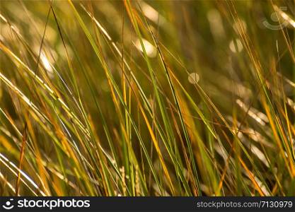 beach grass on a beach of the Baltic sea