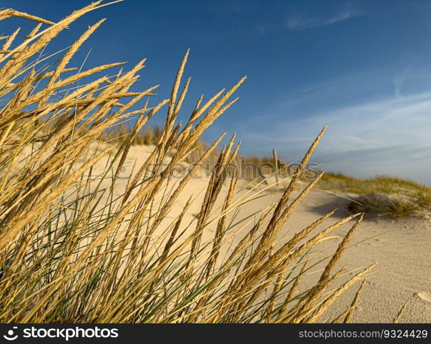 Beach grass on dune landscape at Furadouro beach in Ovar - Portugal.