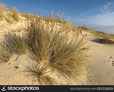 Beach grass on dune landscape at Furadouro beach in Ovar - Portugal.