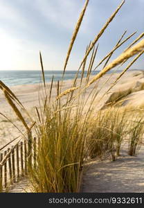 Beach grass on dune landscape at Furadouro beach in Ovar - Portugal.