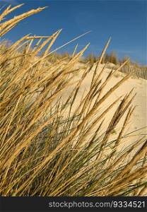 Beach grass on dune landscape at Furadouro beach in Ovar - Portugal.