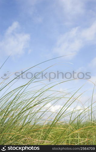 Beach grass swaying with the wind.