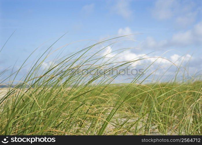 Beach grass swaying with the wind.