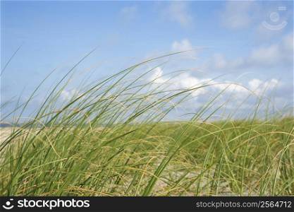 Beach grass swaying with the wind.