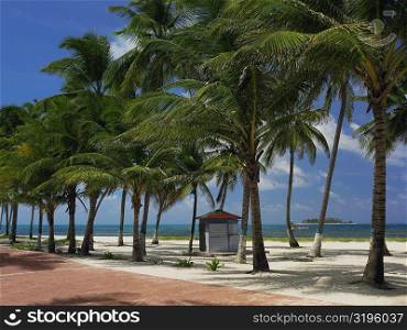 Beach hut at the seaside, Spratt Bight Beach, San Andres, Providencia y Santa Catalina, San Andres y Providencia Department, Colombia