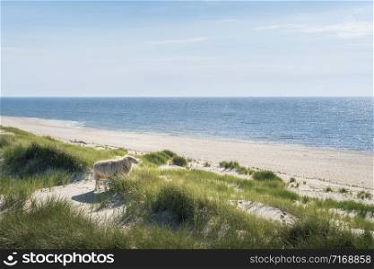 Beach landscape with blue water, sandy beach, grassy dunes and sheep gazing the horizon, on Sylt island, Germany. North sea beach. Summer destination