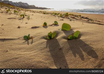 beach margate beach vegetation