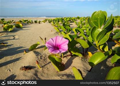 Beach morning glory (Ipomoea pes-caprae) with colorful flower, South Africa