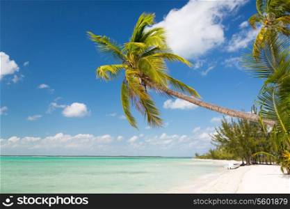 beach, nature, sea, summer and leisure concept - tropical beach with palm trees