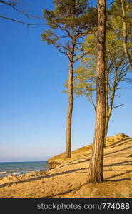 beach of the Baltic Sea in Orzechowo, Poland, dunes with trees. beach of the Baltic Sea in Orzechowo, Poland, dunes with trees