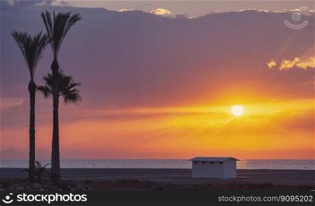 beach palm tree sunset sea ocean