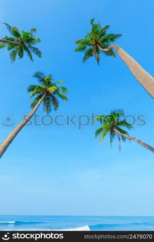 Beach palm trees hang over the ocean water on tropical island coast