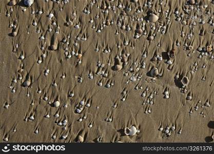 beach sand texture with clam shells, shadows of morning sun
