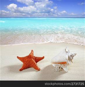 beach sand with starfish and pearl necklace shell like a summer vacation symbol in turquoise caribbean