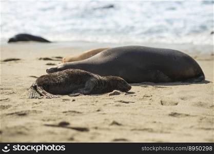beach seal marine species mammal
