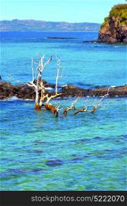 beach seaweed in indian ocean madagascar mountain sand isle sky and rock