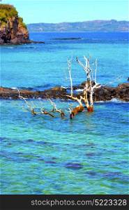 beach seaweed in indian ocean madagascar mountain sand isle sky and rock