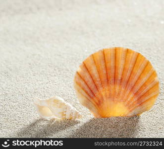 beach shell in white sand like a summer vacation background